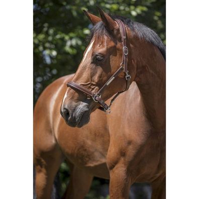 NORTON PRO Grooming Lederhalfter in havana und schwarz