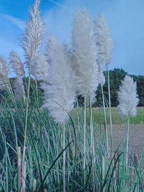 2,58€/St) Pampasgras 5 Stück 100 cm getrocknet Trockenblume Gras Dekoration