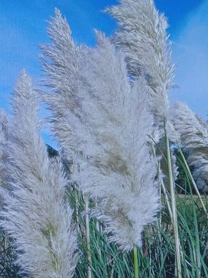 1,99€/St) Pampasgras 10 Stück 100 cm getrocknet Trockenblume Gras Dekoration