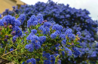 Immergrüne Säckelblume Blauer Ceanothus ´Blue Mound´, 1 Pflanze LK-Gartenwelt