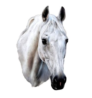 weißes Pferd 14x10cm Essbar Horse Tortenaufleger Torte Tortenbild Zuckerbild