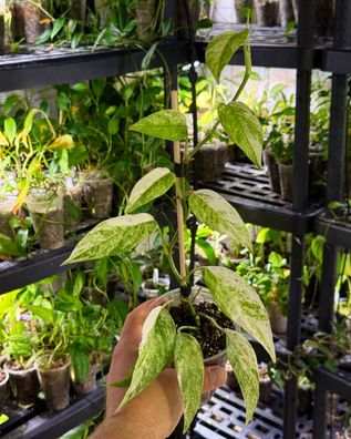 Epipremnum ´hanoman sp. guatemala´ variegata