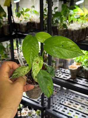 Epipremnum ´pinnatum marble´ variegata