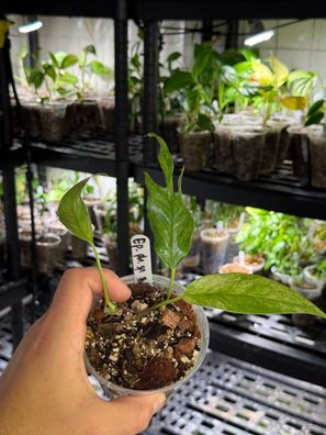 Epipremnum ´pinnatum sp. sulawesi´ variegata