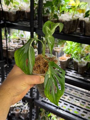 Monstera adansonii ´indonesia marble´ variegata