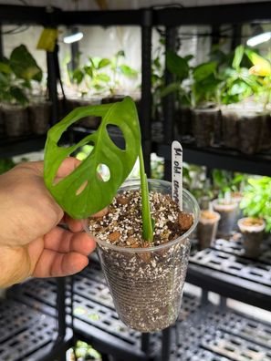 Monstera obliqua ´cenepa´