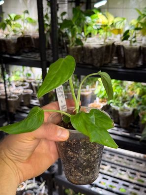 Monstera obliqua ´cf redondo´ (EC5)