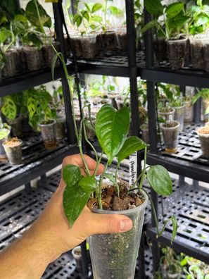 Monstera ´pinnatipartita´