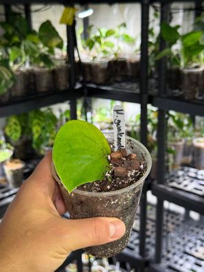 Monstera ´sp. guatemala´