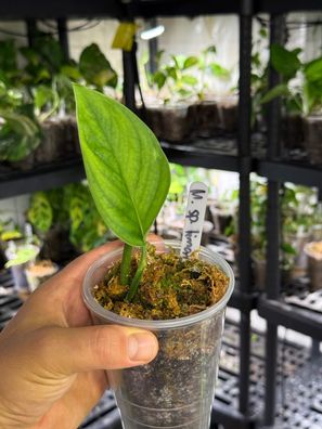 Monstera ´sp. limon´