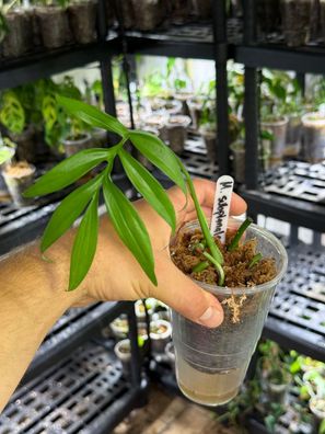 Monstera ´subpinnata´