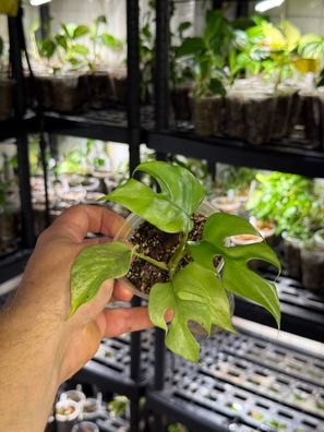 Rhaphidophora ´tetrasperma mint´ variegata