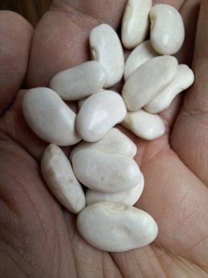 Französische Stangenbohne De Soissons Blanc 5+ SAMEN H 171