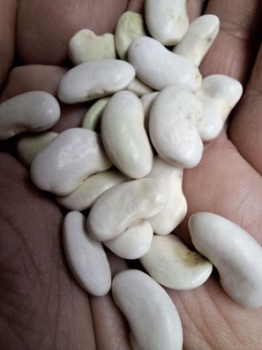 Französische Buschbohne De Soissons Vert 10+ SAMEN H 173