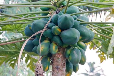 Papaya Pflanze Bisexual 140-180cm Carica papaya tropischer Papayabaum