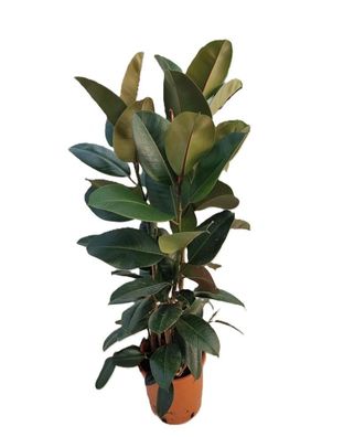 Gummibaum Ficus Elastica Robusta 3 Pflanzen im Topf ca 100 cm Zimmerpflanze