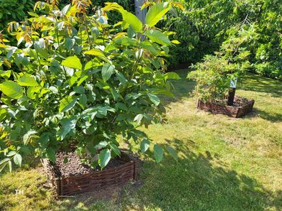 Beeteinfassung Weide - Steckzaun aus verflochtenen Weidenzweigen 100 cm 30 cm 10 Stüc