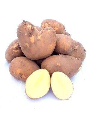 Kartoffel Belmonda deutsche Speisekartoffeln vorw. festkochend halbmehlig