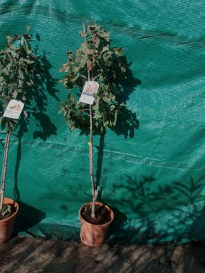 Echter Pistazienbaum (Pistacia vera)