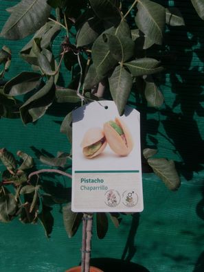 Echter Pistazienbaum (Pistacio Chaparrillo)