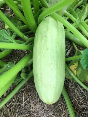 Zucchini ODESSA - Weisser Sommerkürbis aus Odessa 5+ SAMEN C 103