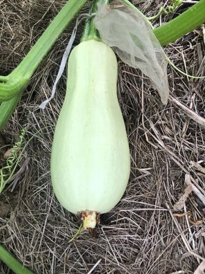HOMS KOUSA Zucchini - Sommerkürbis - Syrische Landsorte 5+ SAMEN C 104