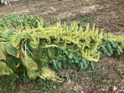 Amaranth Manna de Montana - Amaranthus hypochondriacus 100+ SAMEN Am 118