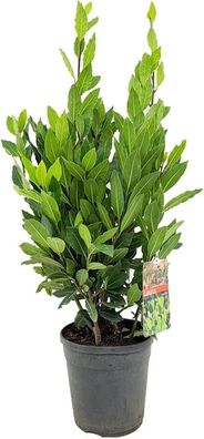 Winterhart: Echter Lorbeerbusch mit einer Höhe 30- 40 cm, robust und winterhart - ide