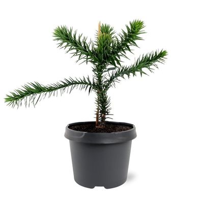 Chilenische Schmucktanne - Andentanne - Araucaria araucana - Setzling im 19cm Topf