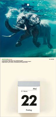 2026 Zettler Bildrückwände für Typ 301/302 Tieremotive sortiert