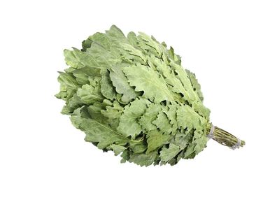 Eichenreisig 50-60 cm Eichenquast Eichenzweig Sauna Wenik Banja Saunazubehör