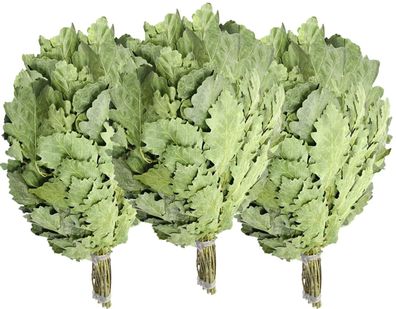 Eichenreisig 3 x 50-60 cm Eichenquast Eichenzweig Sauna Wenik Banja Saunazubehör