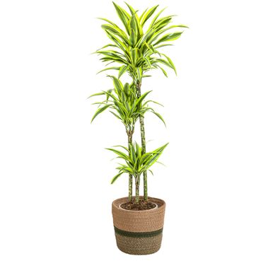 Dracaena Deremensis 'Lemon Lime' mit Korb - Ø24cm - 130-150cm - Zimmerpflanze - I