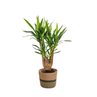 Yucca Elephantipes verzweigt mit Korb - Ø21cm - 60-70cm - Zimmerpflanze - Immergrün