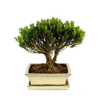 Bonsai Buchsbaum, Buxus herlandii, 20cm Schale, Buxbaum - Outdoor-Bonsai