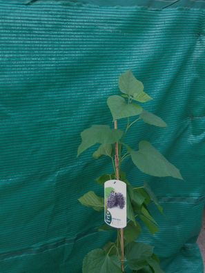 Maulbeerbaum Morus nigra ca. 120-140 cm