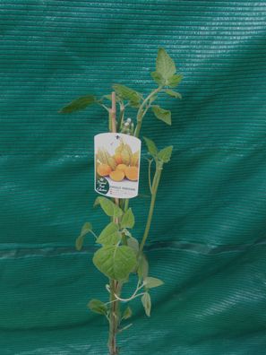 Physalis peruviana auch Kapstachelbeere, Andenbeere, Andenkirsche und Peruanische Bla