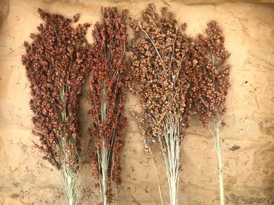 Zuckerhirse Rusty Red - Nutzpflanze 100+ Samen Am 115