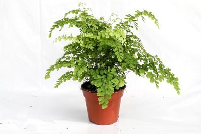 Adiantum raddianum Fragrans Frauenhaarfarn Venushaar Zimmerpflanze