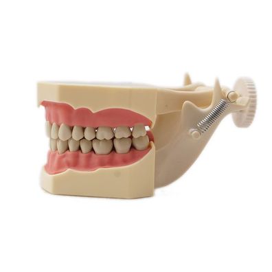 Dentalmodell Übungsmodell ND-3 A