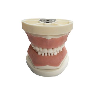 Kinderzahnmodell Übungsmodell ND-6