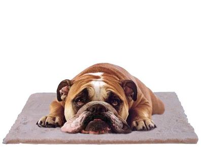 Kattens No. 1 - Comforta-Bett - Thermodecke 75x100cm - creme