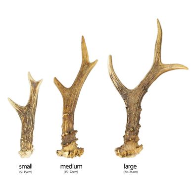 Reh Geweih Abwurfstange Natur Deko Basteln vom Rothirsch Krone - Hirschgeweihe