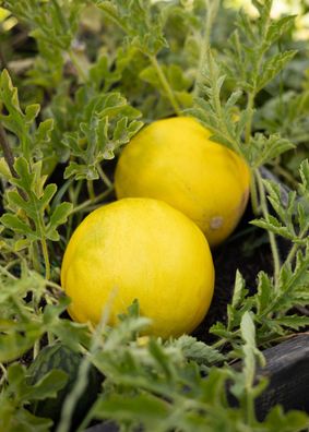 Limelon - Melonensamen