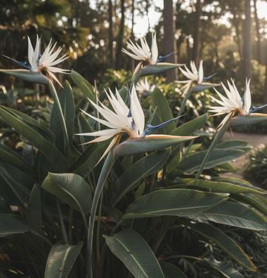 Sensationelle Blume ! Weisse Riesen-Paradiesvogelblume / Zimmerpflanze / Saatgut