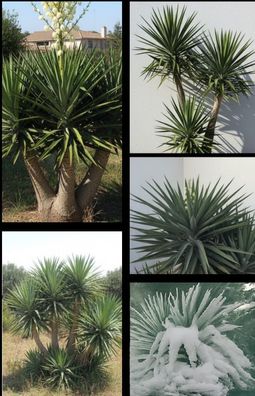 Mediterraner Baum : Yucca aloifolia Palme / winterhart bis -30 Grad / Saatgut