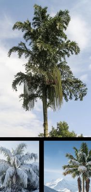 Winterharte sukkulente Himmalaja-Palme - Stämmige Fiederpalme - Samen