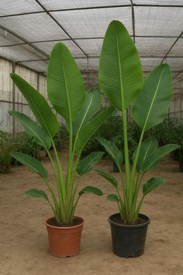 Dekoration für das Wohnzimmer : Weisse Riesen-Paradiesvogelblume Zimmerpflanze Samen
