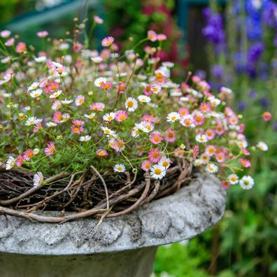 Spanisches Gänseblümchen Blütenmeer - Erigeron karvinskianus
