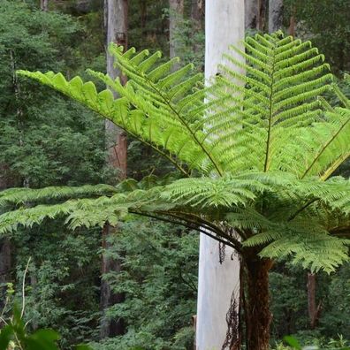Cyathea cooperi - Australischer Baumfarn 60-100cm